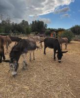 An Afternoon At The Hellenic Donkey Sanctuary  - Media Gallery 3