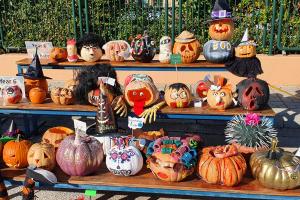 Our Perfect Pumpkin Patch! - Media Gallery 16