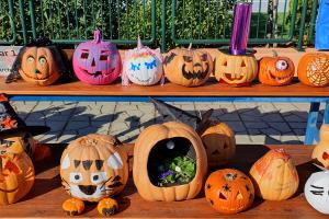 Our Perfect Pumpkin Patch! - Media Gallery 4