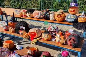 Our Perfect Pumpkin Patch! - Media Gallery 14